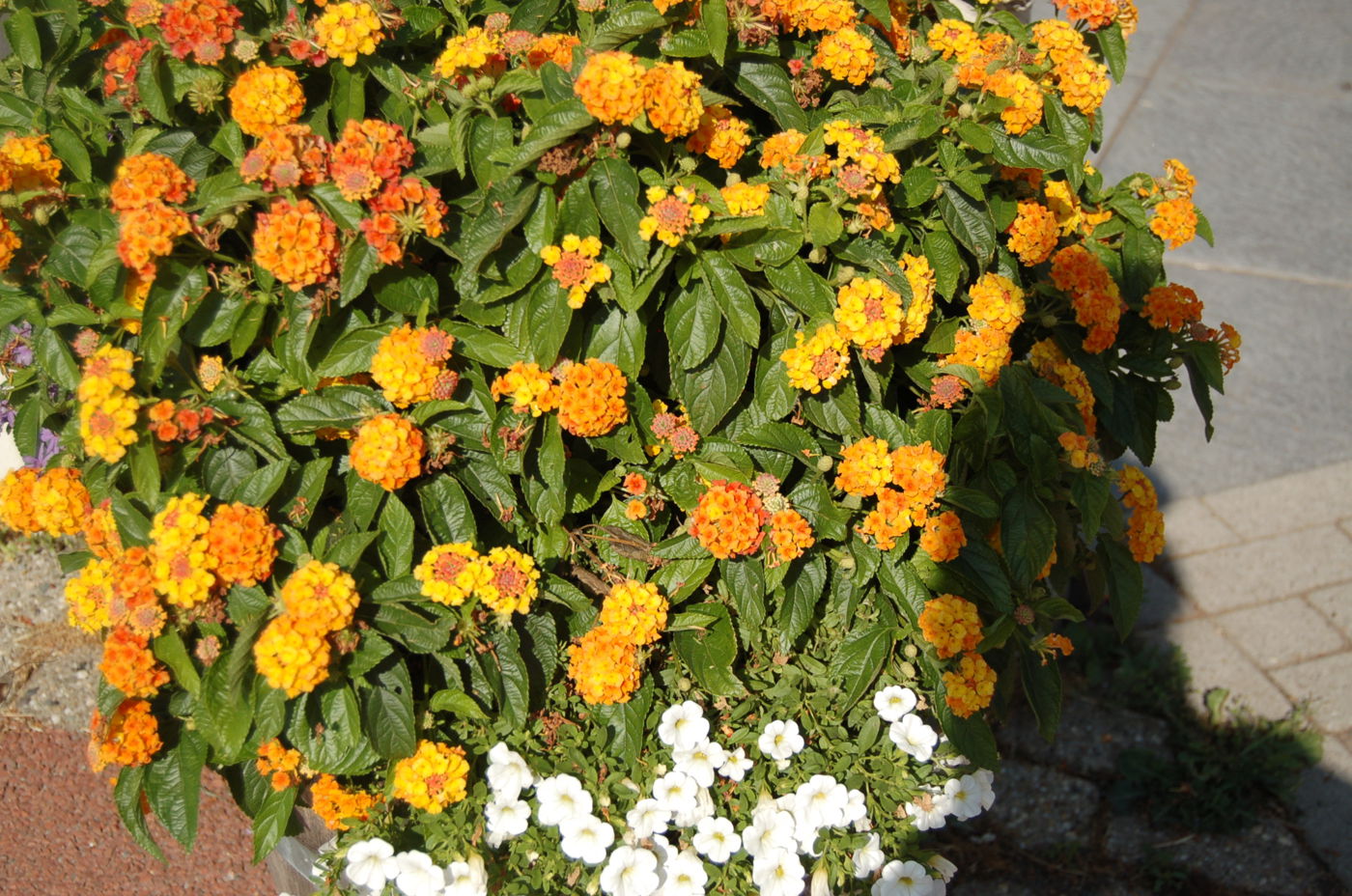 DSC_0063.JPG